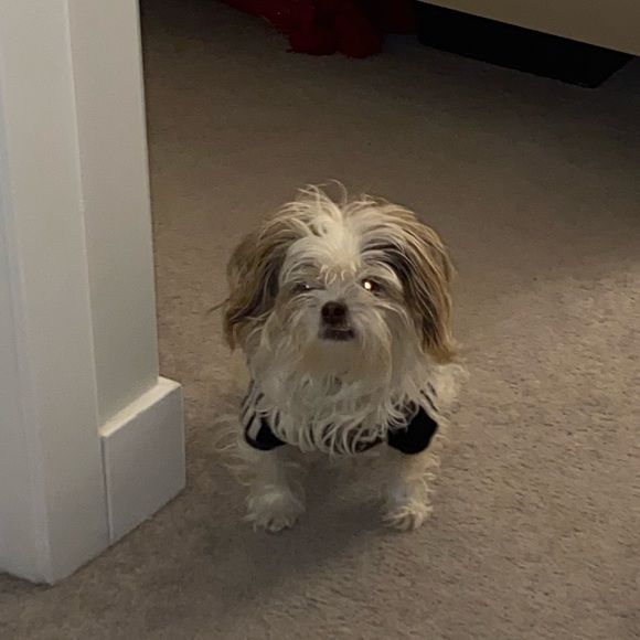 Meet your Posher, Taylor - Picture 1 of 1